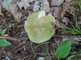 Russula variata image