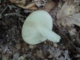 Russula variata image