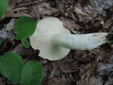 Russula heterophylla image