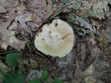 Russula heterophylla image