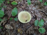 Russula heterophylla image