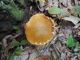 Xanthoconium affine image