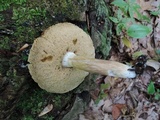 Xanthoconium affine image