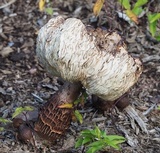 Leucoagaricus americanus image