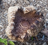 Leucoagaricus americanus image