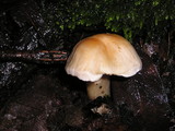 Hygrocybe pratensis image