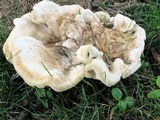 Bondarzewia berkeleyi image