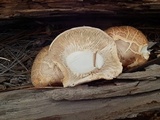 Neolentinus ponderosus image