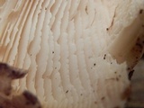Neolentinus ponderosus image