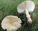 Amanita velatipes image