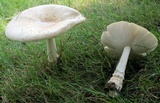 Amanita velatipes image