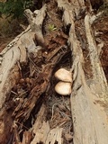 Neolentinus ponderosus image