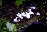 Pleurocybella porrigens image