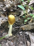 Amanita flavorubens image