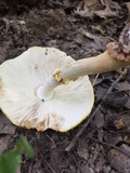 Amanita flavorubens image