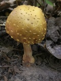 Amanita flavorubens image