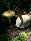 Amanita flavorubens image