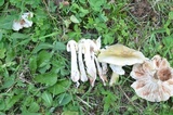 Amanita flavorubens image