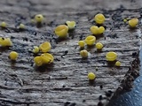 Bisporella sulfurina image