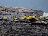 Bisporella sulfurina image