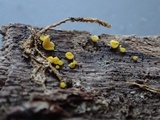 Bisporella sulfurina image