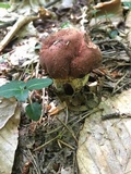 Boletus subluridellus image