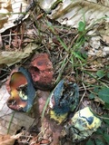 Boletus subluridellus image