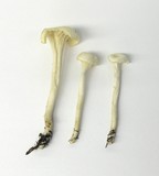Hygrocybe russocoriacea image