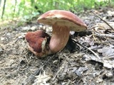 Xanthoconium purpureum image