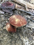 Xanthoconium purpureum image