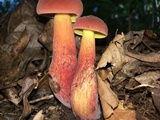 Baorangia bicolor image