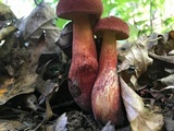 Baorangia bicolor image