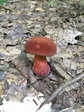 Baorangia bicolor image