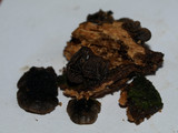 Hohenbuehelia nigra image