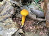 Aureoboletus auriflammeus image