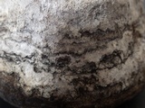 Fomes inzengae image