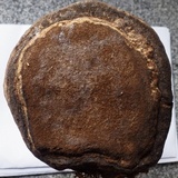 Fomes inzengae image