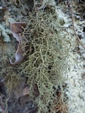 Biatoropsis usnearum image