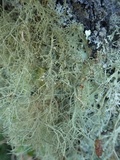 Biatoropsis usnearum image