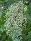 Biatoropsis usnearum image