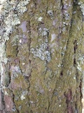 Hypogymnia tubulosa image