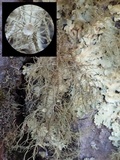 Usnea florida image