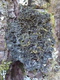 Leptogium brebissonii image