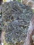 Leptogium brebissonii image