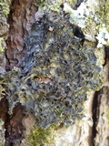 Leptogium brebissonii image