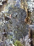 Leptogium brebissonii image