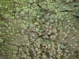 Pertusaria albescens var. albescens image