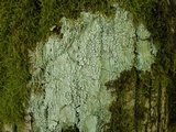 Pertusaria albescens var. albescens image