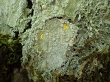 Pertusaria albescens var. albescens image