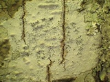 Phaeographis dendritica image